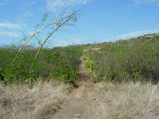 Mts de choca