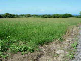 Prairies artificielles