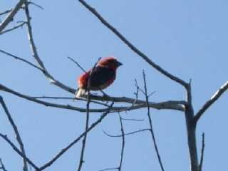 Cardinal