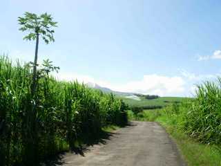 Chemin Ringuin