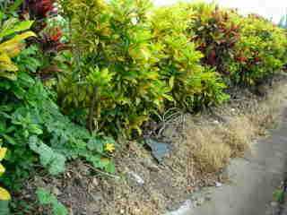 Crotons et citrouilles