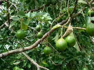 Avocats