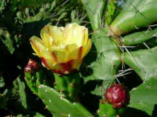 Fleurs de cactus