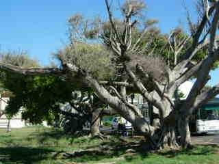 Arbres de l'intendance