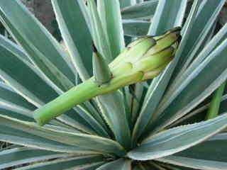 Fleur de cactus et choca