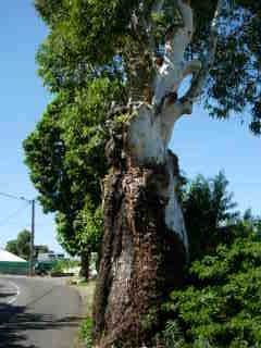 Eucalyptus