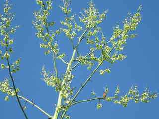 Chocas en fleurs