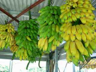 Rgimes de bananes