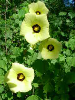 Hibiscus Tiliaceus