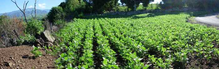 Champ de haricots