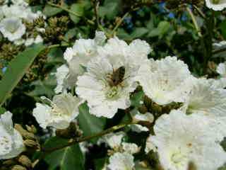 Fleurs de teck d'Arabie