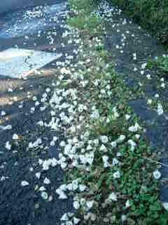 Fleurs de teck d'Arabie au sol