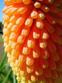 Kniphofias