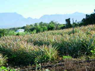 Champ d'ananas Victoria