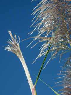 Fleurs de canne