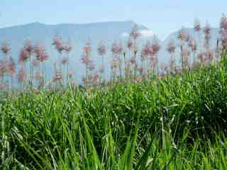 Flches de cannes