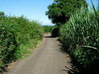 Chemin Marcel Hoarau