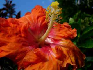 Fleurs d'hibiscus