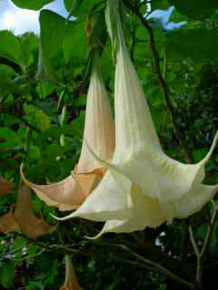 Datura