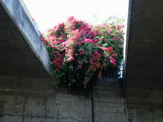 Bougainvilles