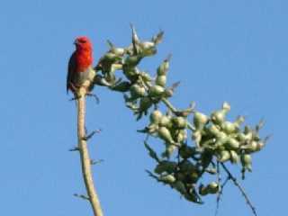 Cardinal -foudia