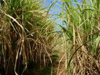 Chemins de cannes