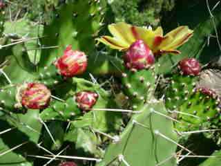 Fleurs de cactus