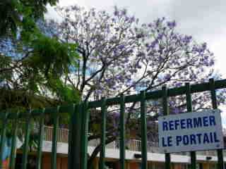 Jacaranda