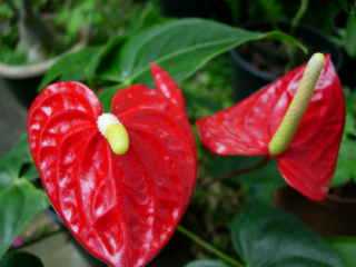 Anthuriums