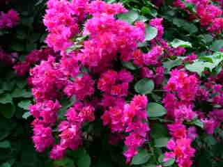 Bougainvilles