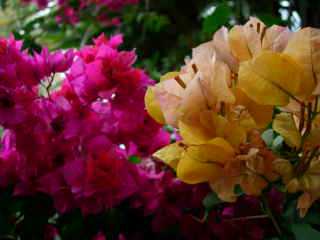 Bougainvilles