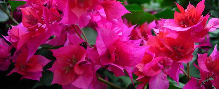 Bougainvilles