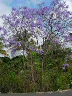 Jacaranda en fleurs