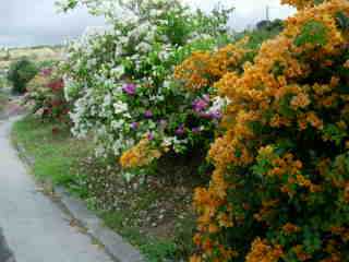 Bougainvilles