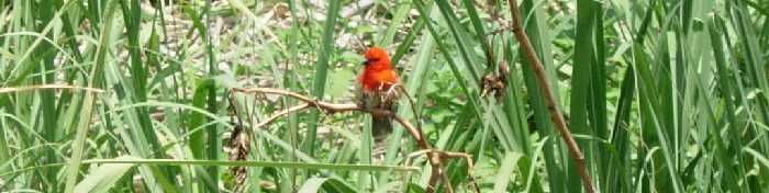 Cardinal