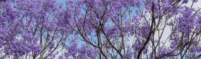 Jacaranda