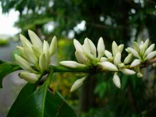 Fleurs de cafiers