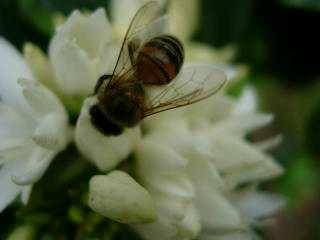 Abeille sur fleur de cafier