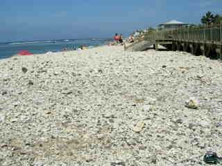 Coraux sur la plage