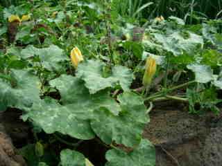 Citrouilles