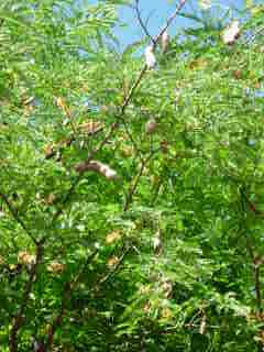 Tamarins