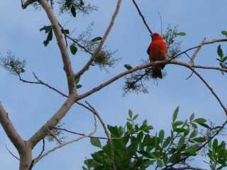 Cardinal- foudia