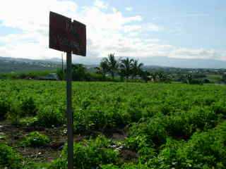 Champ de tomates