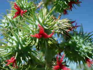 Fleurs de tantan