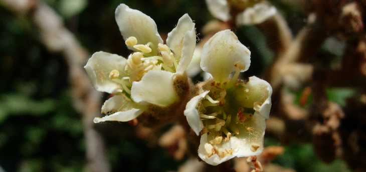 Fleurs de bibassiers