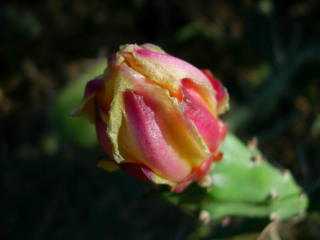 Bouton floralde cactus