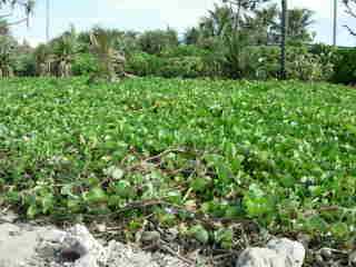 Patate  Durand sur la plage