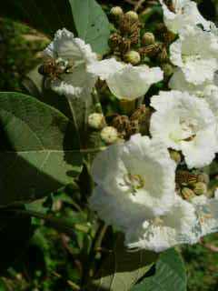 Tecks d'Arabie et abeilles