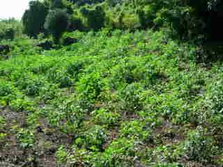 Champ de gros piments