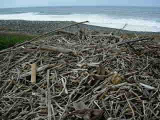 Branchages en bord de mer